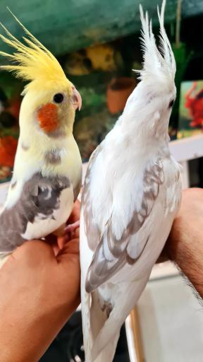 عکس سالن پرورش طوطی سانان ثقفی پاروت