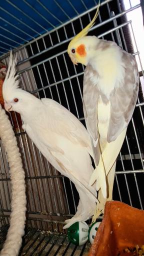 عکس سالن پرورش طوطی سانان ثقفی پاروت