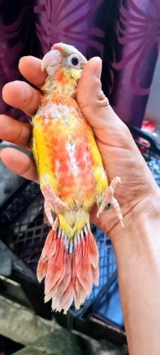 عکس سالن پرورش طوطی سانان ثقفی پاروت