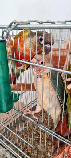 عکس سالن پرورش طوطی سانان ثقفی پاروت