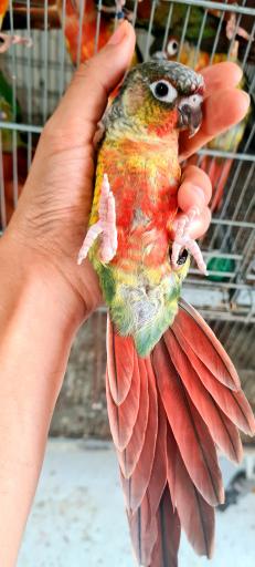 عکس سالن پرورش طوطی سانان ثقفی پاروت