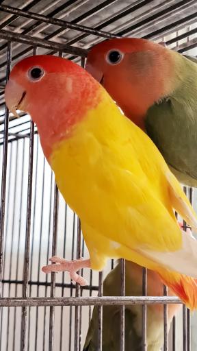 عکس سالن پرورش طوطی سانان ثقفی پاروت