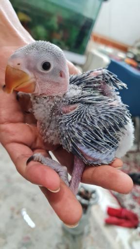 عکس سالن پرورش طوطی سانان ثقفی پاروت