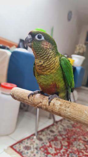 عکس سالن پرورش طوطی سانان ثقفی پاروت