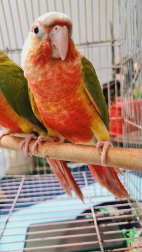 عکس سالن پرورش طوطی سانان ثقفی پاروت