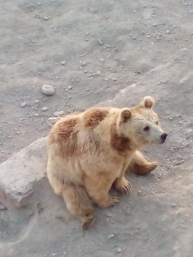 عکس پارک حیات وحش