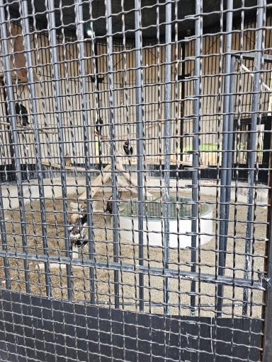 عکس پارک حیات وحش