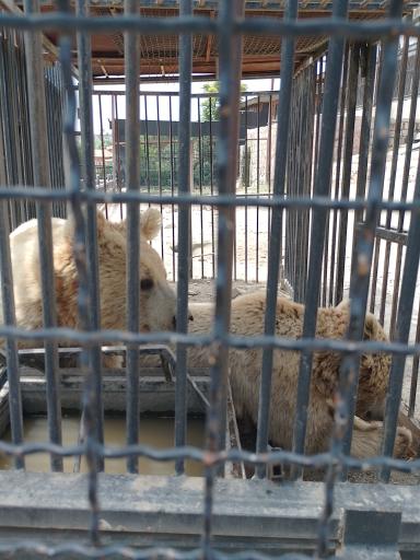 عکس پارک حیات وحش