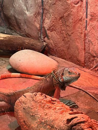 عکس پارک حیات وحش