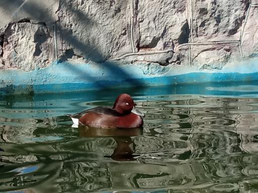 عکس پارک حیات وحش