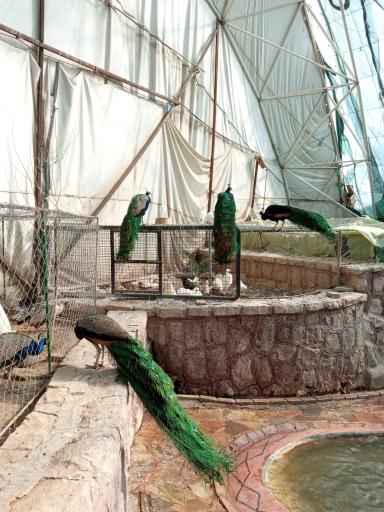 عکس پارک حیات وحش