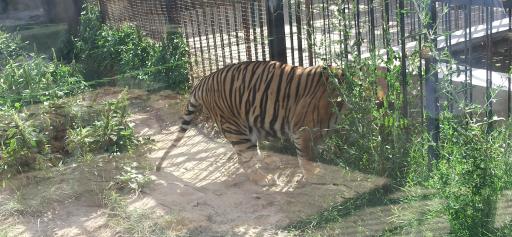 عکس پارک حیات وحش