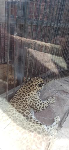 عکس پارک حیات وحش