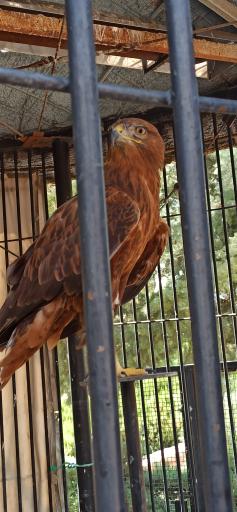 عکس پارک حیات وحش