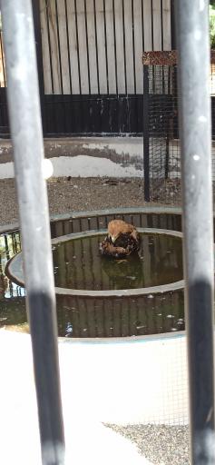 عکس پارک حیات وحش