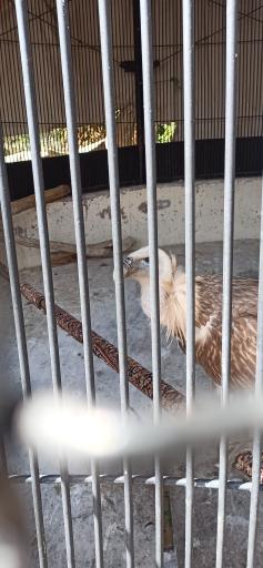 عکس پارک حیات وحش