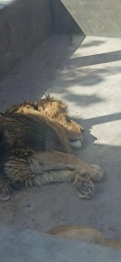 عکس پارک حیات وحش