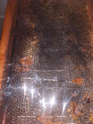 عکس عسل فروشی صددرصد هادی صادقی