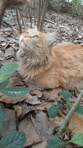 عکس بوستان نیما