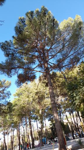 عکس فضای سبز 