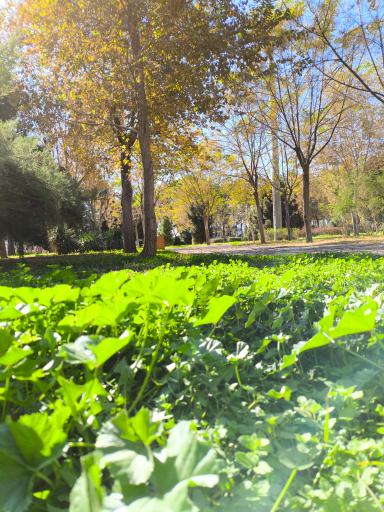 پارک لاله کاشان