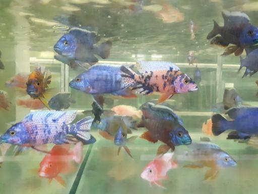 عکس مرکز تکثیر و پرورش ماهیان زینتی کاسپین