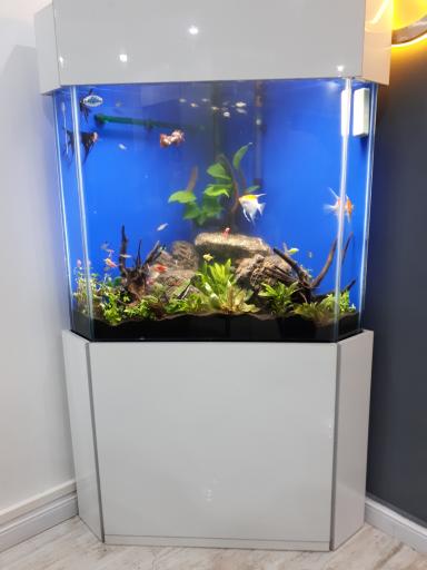 عکس مرکز تکثیر و پرورش ماهیان زینتی کاسپین