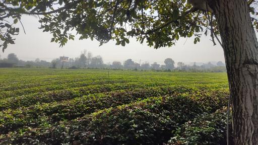 عکس چایخانه تی باغ