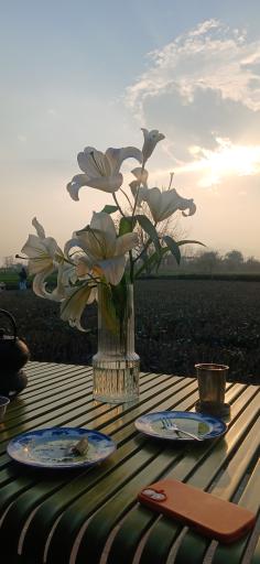 عکس چایخانه تی باغ
