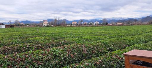 عکس چایخانه تی باغ