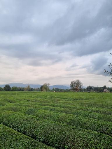 عکس چایخانه تی باغ