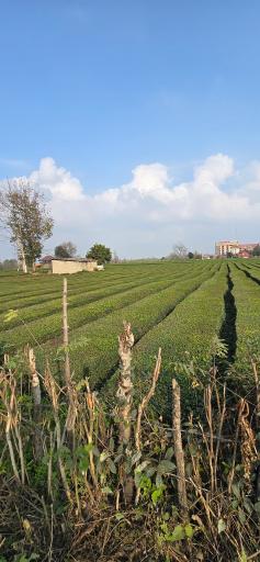 عکس چایخانه تی باغ