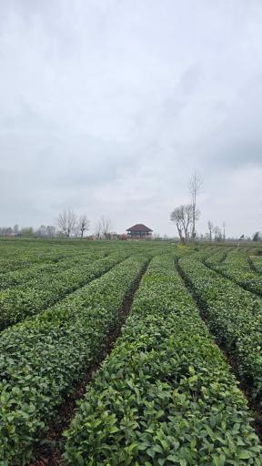 عکس چایخانه تی باغ