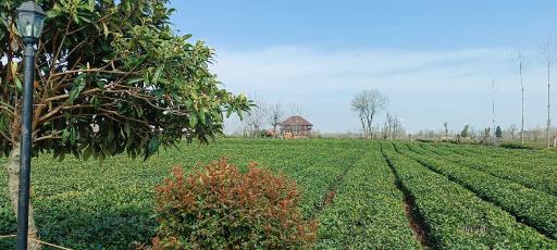 عکس چایخانه تی باغ