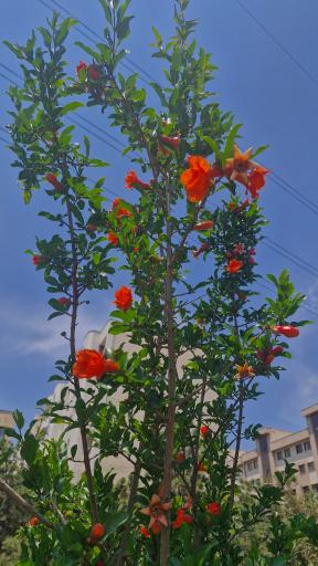 عکس بوستان شهرک یاس