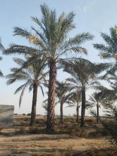 عکس نخلستان بویری