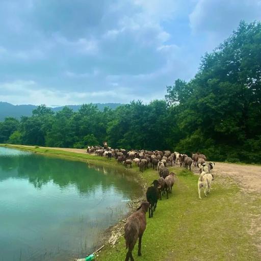 آبندان نقی آباد