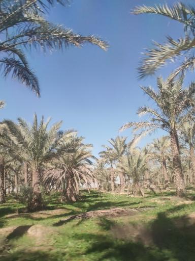 عکس نخلستان بویری