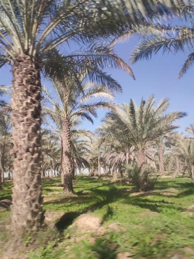 عکس نخلستان بویری