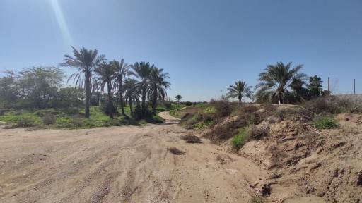 نخلستان بویری