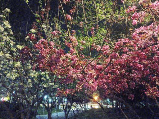 عکس بوستان کوهسنگی