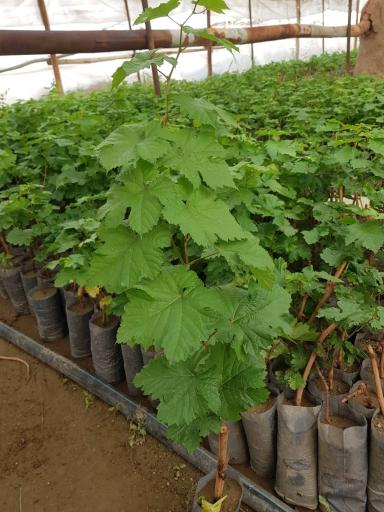 عکس زعفران جوین 