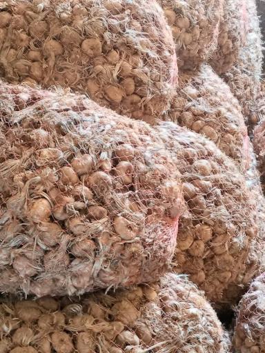 عکس زعفران جوین 