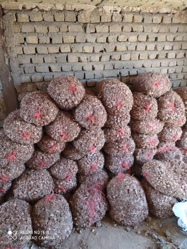 عکس زعفران جوین 