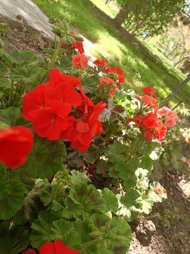 عکس بوستان کوهسنگی