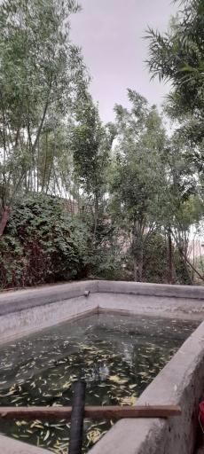 عکس ماهی زنده لطیفی