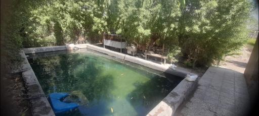 عکس ماهی زنده لطیفی