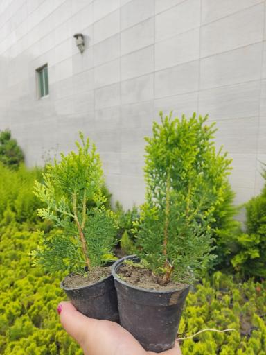 گلکده شقایق سرخ