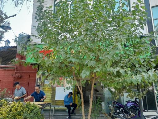 عکس نانوایی سنگک سامان