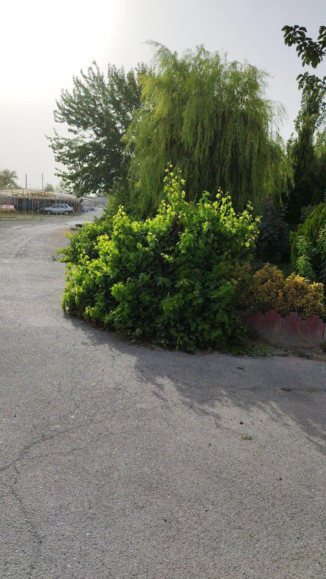 عکس کارخانه قالیشویی سپید (بابایی)